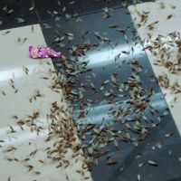 深圳幼兒園殺蟑螂-滅鼠-除四害 防白蟻方案及計劃